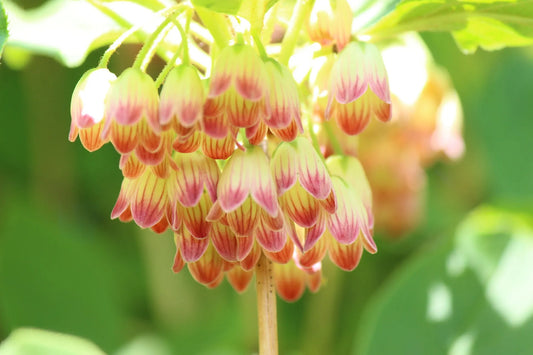Plant enkianthe enkianthus campanulatus Red BellsGodet 9 cm