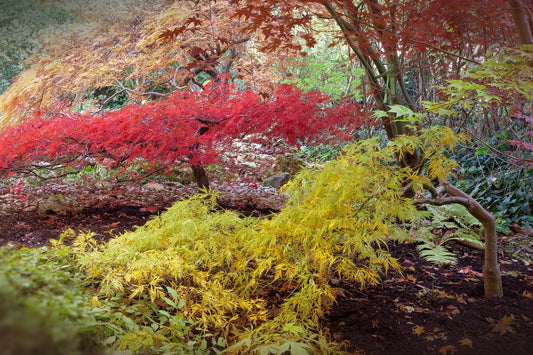 Plant érable acer negundo FlamingoGodet 9 cm