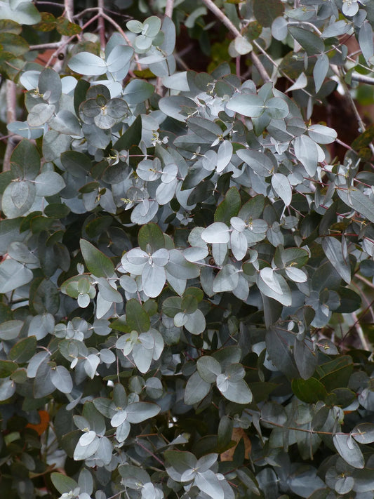 Plant eucalyptus cinerea Godet 9 cm