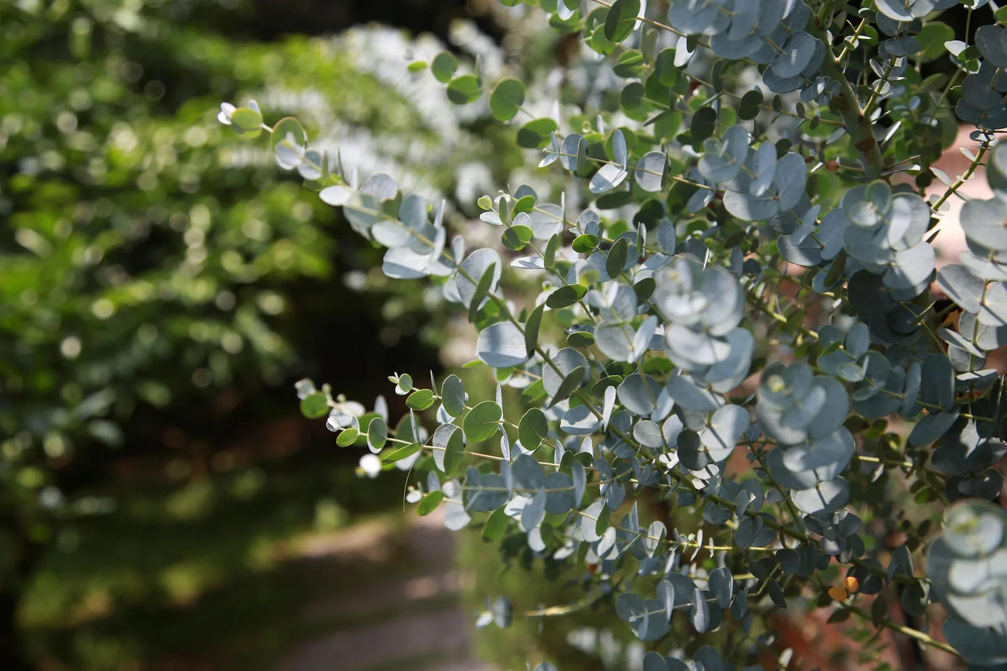 Plant eucalyptus cinerea Godet 9 cm