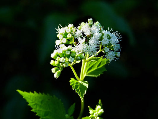 Plant eupatoire ageratina ligustrina Godet 9 cm