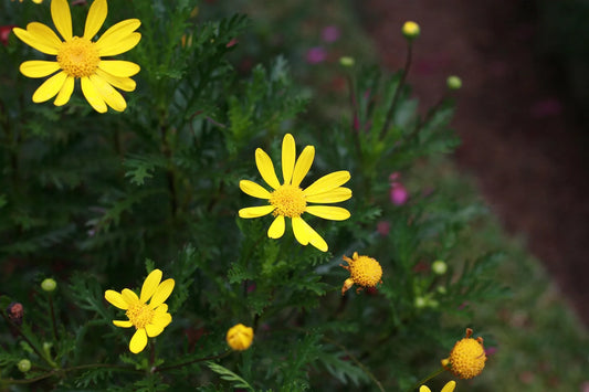 Plant euryops virgineus Godet 9 cm