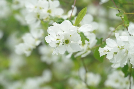 Plant exochorda The BrideGodet 9 cm