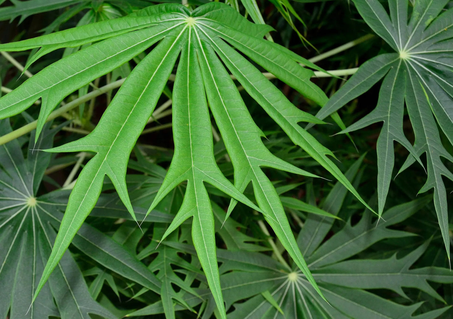 Plant fatsia du japon fatsia japonica Godet 10 cm