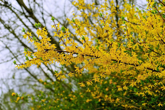 Plant forsythia x intermedia MINIGOLD 'Flojor'Godet 9 cm