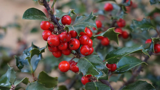 Plant fragon ruscus aculeatus Godet 9x9x13