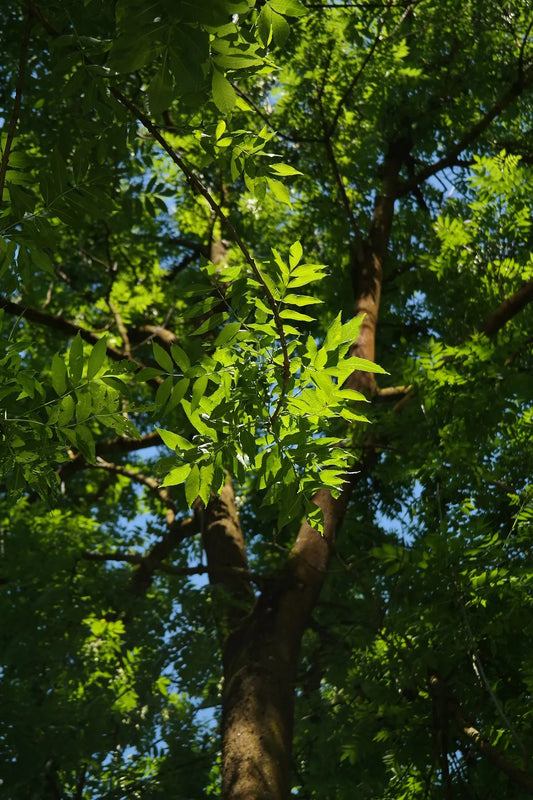 Plant frêne fraxinus americana Godet 10 cm