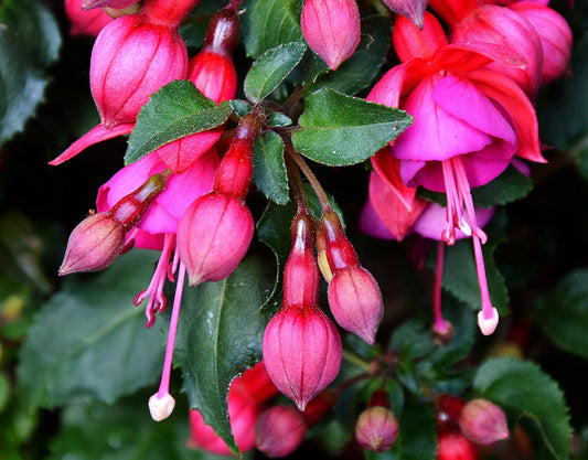 Plant fuchsia regia subsp. reitzii Godet 9 cm