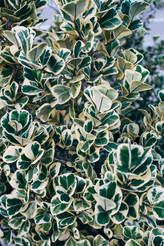 Plant fusain euonymus japonicus Microphyllus AureovariegatusGodet 9 cm