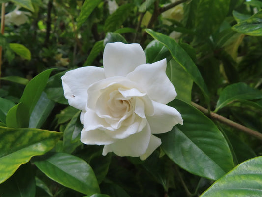 Plant gardénia gardenia jasminoides PinwheelGodet 9 cm