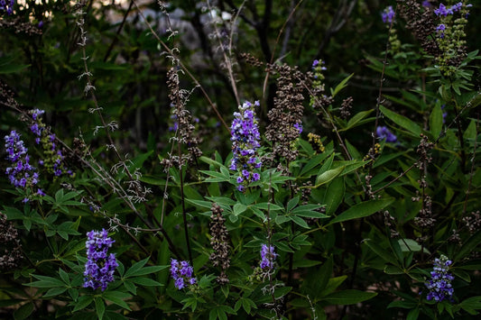 Plant gattilier vitex rotundifolia Godet 9 cm