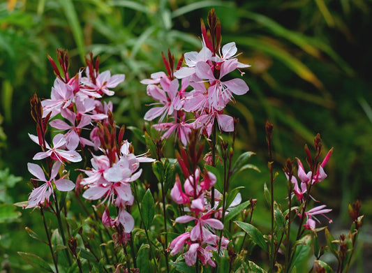 Plant gaura lindheimeri GAUDI® PINK 'Florgaucompi'Godet 9 cm