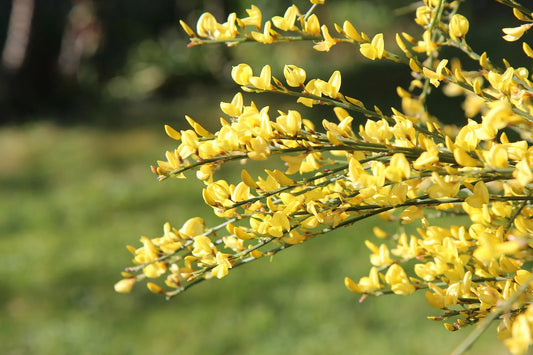 Plant genêt genista lydia Godet 9 cm