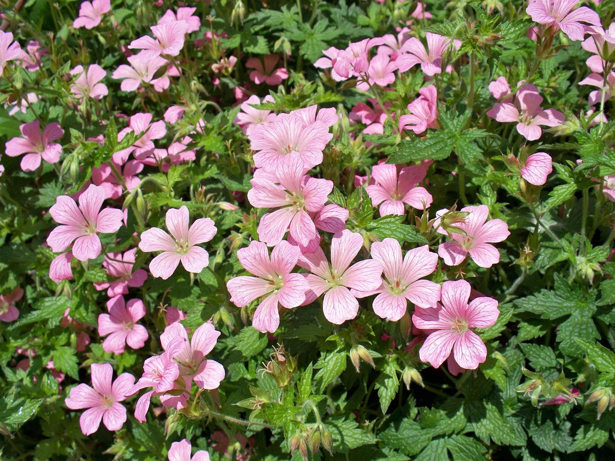 plant géranium vivace (geranium x johnsonii johnson's blue) godet 9 cm