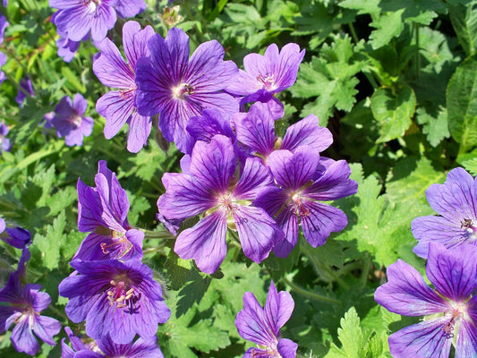 plant géranium vivace (geranium x johnsonii johnson's blue) godet 9 cm