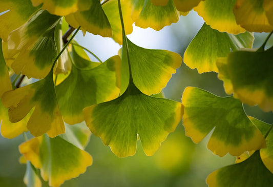 Plant ginkgo, arbre aux 40 écus ginkgo biloba SaratogaGodet 9 cm