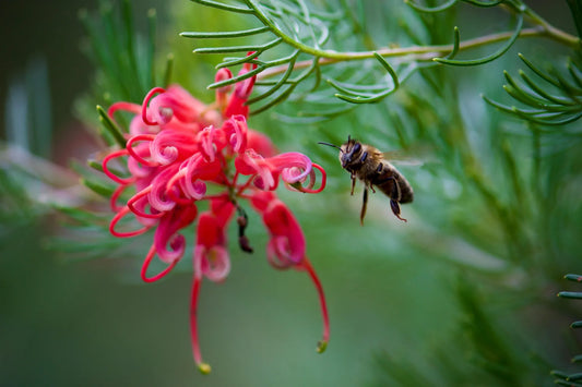 Plant grévillea grevillea robusta Godet 9 cm