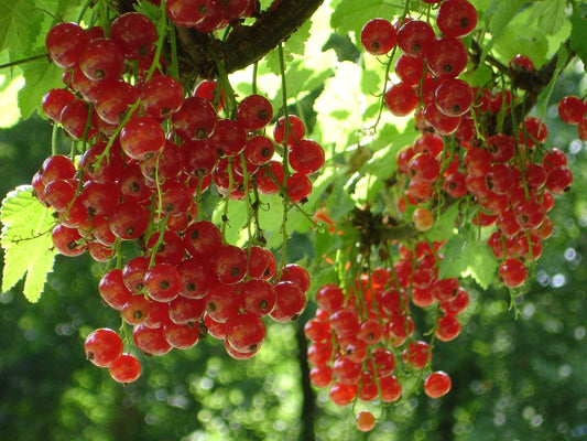 Plant groseillier ribes speciosum Godet 9 cm
