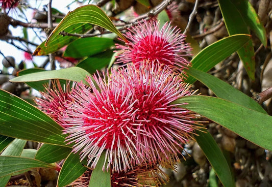 Plant hakea salicifolia Godet 9 cm