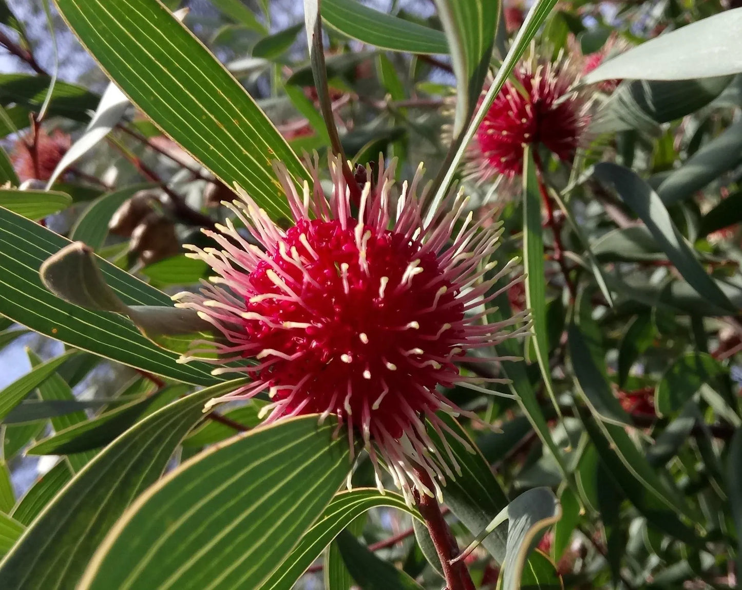Plant hakea salicifolia Godet 9 cm