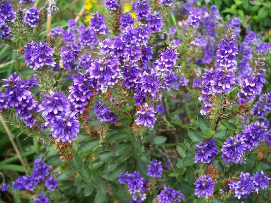 Plant hebe, véronique arbustive hebe pinguifolia SutherlandiiGodet 9 cm