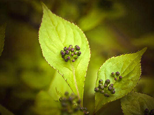 Plant helwingia chinensis Godet 9 cm