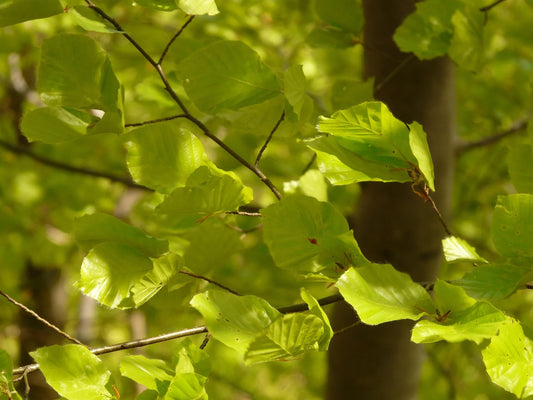 Plant hêtre fagus sylvatica Godet 9 cm