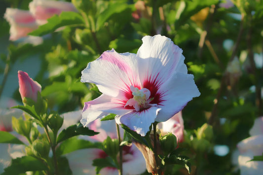 Plant hibiscus moscheutos PINK PASSION 'Tahi16'Godet 9 cm