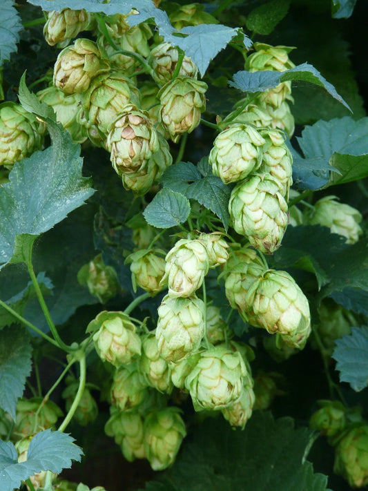 Plant houblon humulus lupulus SaazGodet 9 cm