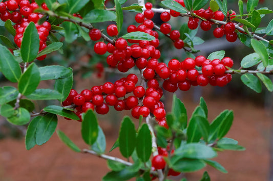 Plant houx ilex x meserveae BLUE PRINCESS 'Conapry'Godet 9 cm