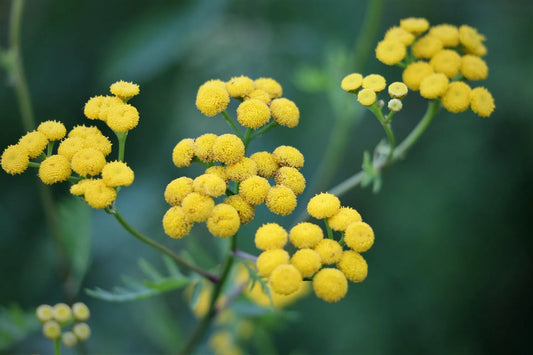 Plant immortelle helichrysum petiolare Godet 9 cm