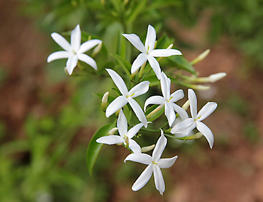 Plant jasmin jasminum mesnyi Godet 9 cm