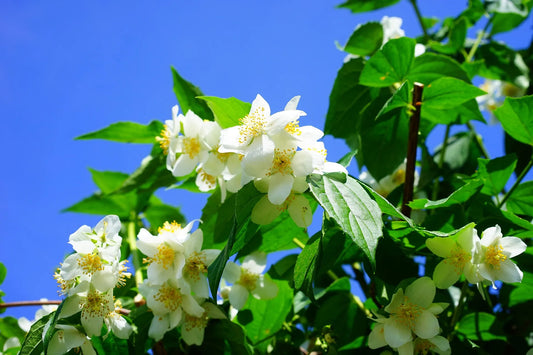 Plant jasmin de caroline gelsemium sempervirens Godet 9 cm