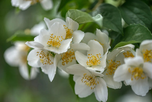 Plant seringat philadelphus Minnesota SnowflakeGodet 9 cm