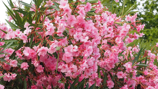 Plant laurier-rose nerium oleander Commandant BarthelemyGodet 10 cm