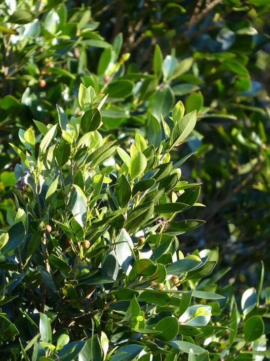 Plant laurier laurus nobilis Godet 9 cm