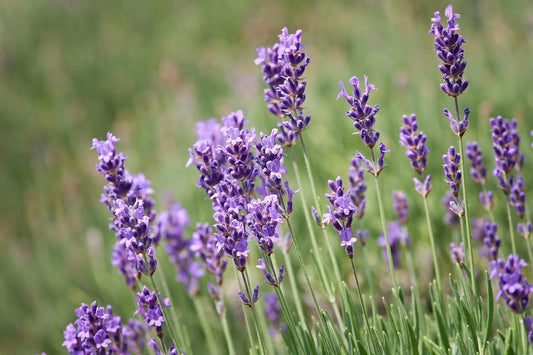 Plant lavande lavandula angustifolia MELISSA LILAC 'Dow4'Godet 9 cm