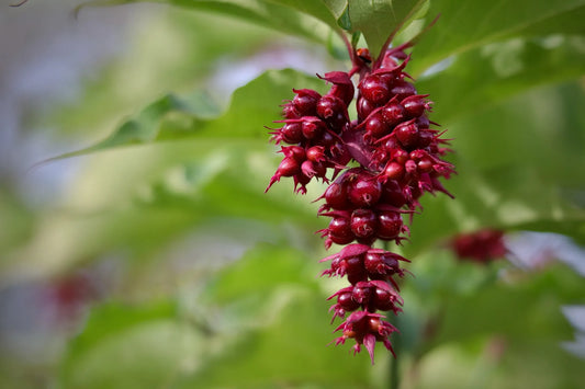 Plant leycesteria formosa LITTLE LANTERNS® 'CDC01'Godet 9 cm