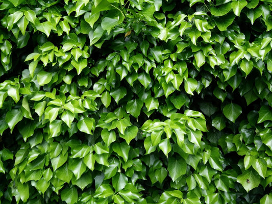 Plant lierre hedera helix Godet 9 cm