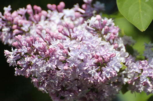 Plant lilas syringa vulgaris Godet 9 cm