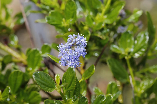 Plant céanothe, lilas de californie ceanothus x delileanus Henri DefosséGodet 9 cm