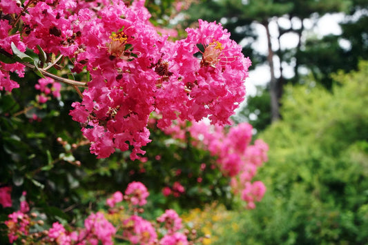 Plant lilas des indes lagerstroemia PETITE SNOW 'Monhow'Godet 9 cm