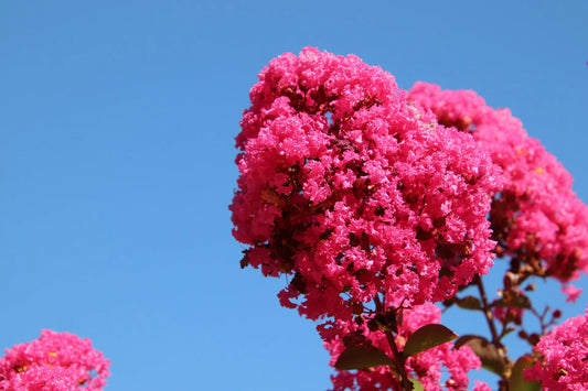 Plant lilas des indes lagerstroemia Collonges La RougeGodet 9 cm