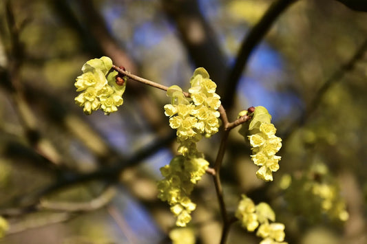 Plant lindera benzoin Godet 9 cm