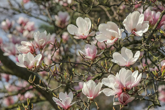 Plant magnolia grandiflora D.D.BlanchardGodet 10 cm