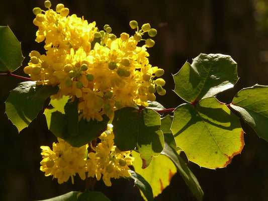 Plant mahonia bealei Godet 9 cm