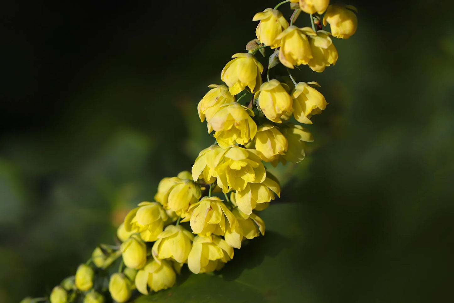 Plant mahonia bealei Godet 9 cm