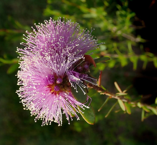 Plant melaleuca alternifolia Godet 9 cm