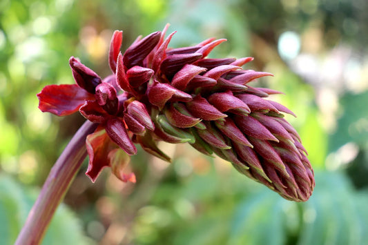 Plant melianthus major Godet 9 cm