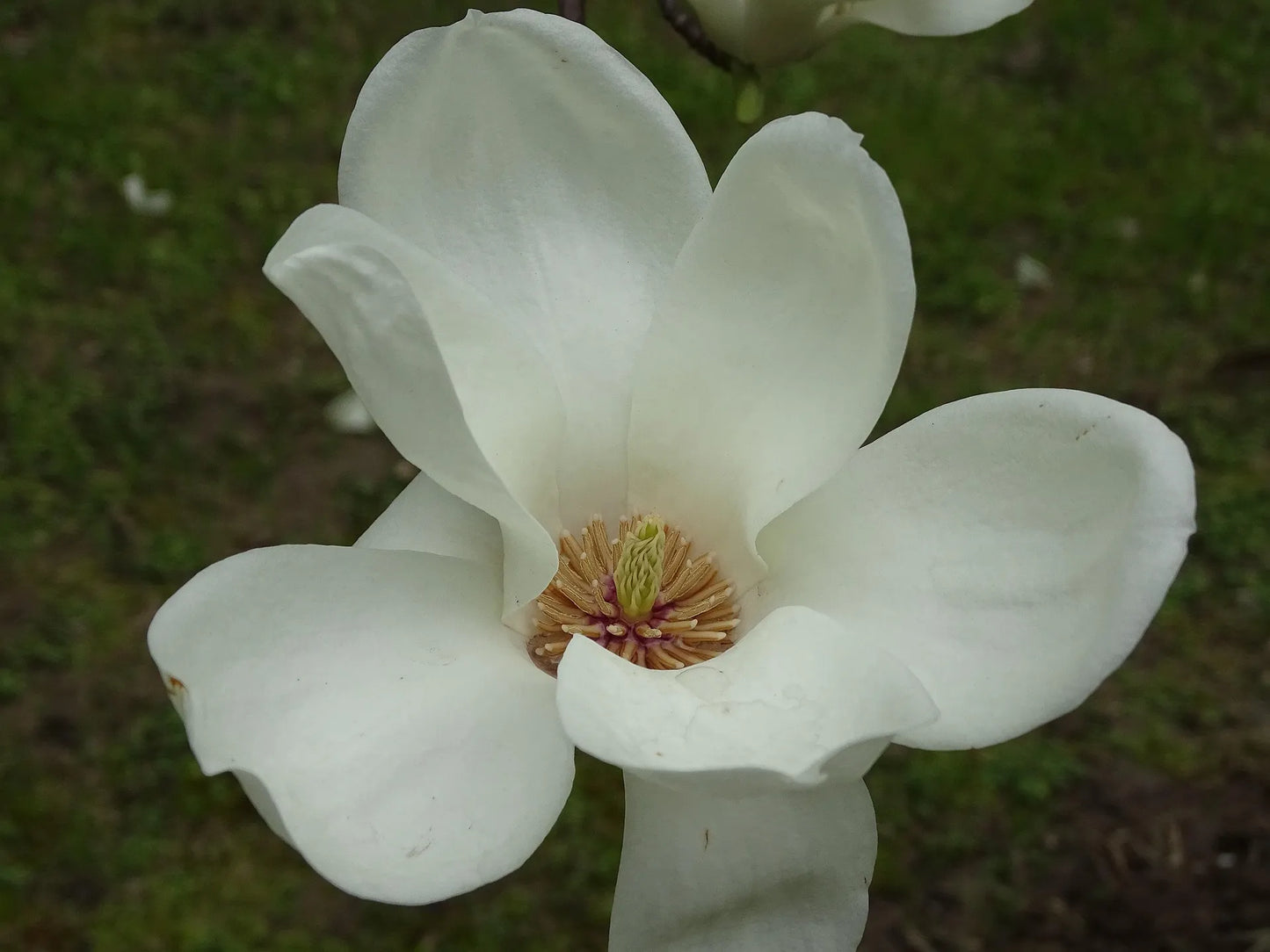 Plant michelia figo Godet 9 cm
